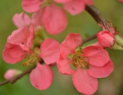 Pink Lady Quince, Chaenomeles X Superba, Pink Flowering Shrub
Shutterstock.com
New York, NY