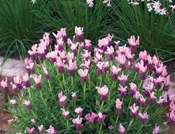 Pink Lavender, Spanish Lavender
Monrovia
Azusa, CA