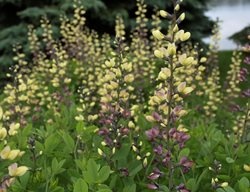Pink Lemonade Baptisia, Pink And Yellow Flowers, Baptisia Hybrid
Proven Winners
Sycamore, IL