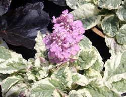 Pink Lightning Bugleweed, Ajuga Reptans
Shutterstock.com
New York, NY