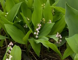 Pink Lily Of The Valley, Convallaria Majalis Rosea
Millette Photomedia
