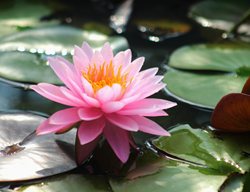 Pink Lotus Flower
Shutterstock.com
New York, NY