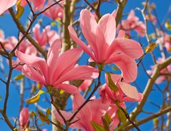 Pink Magnolia Flowers
Garden Design
Calimesa, CA