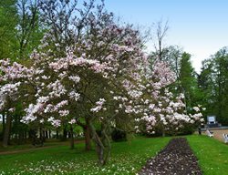 Pink Magnolia, Saucer Magnolia
Garden Design
Calimesa, CA