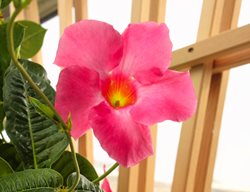Pink Mandevilla On Trellis, Pink Tropical Flower
Shutterstock.com
New York, NY