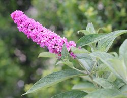 Pink Micro Chip Butterfly Bush, Buddleia, Pink Flowers
Proven Winners
Sycamore, IL
