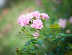 Pink Miniature Rose, Miniature Rose, Pink Flower
Shutterstock.com
New York, NY