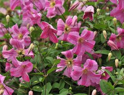 Pink Mink Clematis, Clematis Vine
Proven Winners
Sycamore, IL