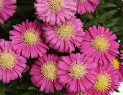 Pink Mist Aster, Pink Flower, Fall Flower
Proven Winners
Sycamore, IL