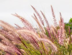 Pink Muhly Grass, Muhlenbergia Capillaris, Ornamental Grass
Shutterstock.com
New York, NY