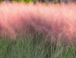 Pink Muhly Grass, Muhlenbergia Capillaris
Shutterstock.com
New York, NY
