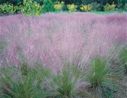 Pink Muhly Grass
Nelson Byrd Woltz
Charlottesville, VA