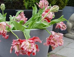 Pink Parrot 
Garden Design
Calimesa, CA