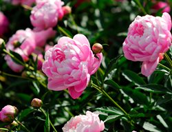 Pink Peony, Paeonia Lactiflora
123RF
Chicago, IL
