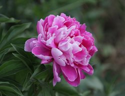 Pink Peony, Pink Flower
Creative Commons
