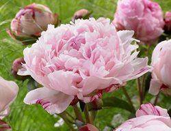 Pink Peony, Sarah Bernhardt
White Flower Farm
Litchfield, CT