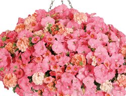 Pink Petunia Hanging Basket, Monochromatic Flower Design
Proven Winners
Sycamore, IL
