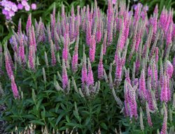 Pink Potion Veronica, Pink Spike Speedwell
Proven Winners
Sycamore, IL