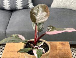 Pink Princess Philodendron, Philodendron Hybrid
Proven Winners
Sycamore, IL