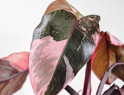 Pink Princess Philodendron, Pink And Green Leaf, Houseplant
Shutterstock.com
New York, NY