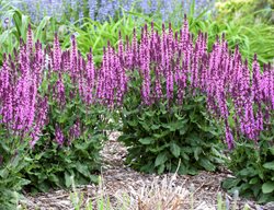 Pink Profusion Salvia, Salvia Nemorosa
Proven Winners
Sycamore, IL
