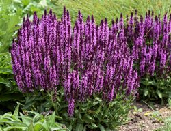 Pink Profusion Salvia, Salvia Nemorosa
Proven Winners
Sycamore, IL