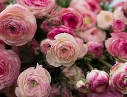 Pink Ranunculus, Picotee Ranunculus
Floret
Mount Vernon, WA