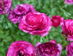 Pink Ranunculus, Pink Buttercup
Shutterstock.com
New York, NY