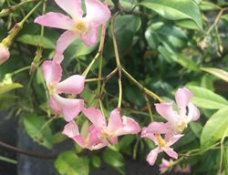 Pink Showers Star Jasmine, Trachelospermum Jasminoides 'pink Showers'
Garden Design
Calimesa, CA