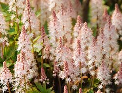 Pink Skyrocket Tiarella, Foamflower, Tiarella Hybrid
Shutterstock.com
New York, NY