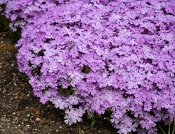 Pink Sparkles Phlox, Phlox Hybrid
Proven Winners
Sycamore, IL
