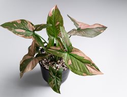 Pink Splash Arrowhead Vine, Syngonium Podophyllum
Shutterstock.com
New York, NY