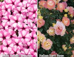 Pink Star/italian Ice Photo
Garden Design
Calimesa, CA