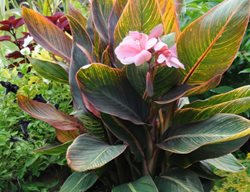 Pink Sunburst Canna Lily, Canna Generalis, Pink Canna Lily
Millette Photomedia
