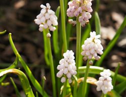 Pink Sunrise Grape Hyacinth, Light Pink Muscari
Shutterstock.com
New York, NY