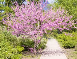 Pink Tree, Eastern Redbud
Garden Design
Calimesa, CA