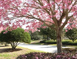 Pink Trumpet Tree, Pink Tree Flowers
Garden Design
Calimesa, CA