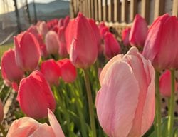 Pink Tulips
Garden Design
Calimesa, CA