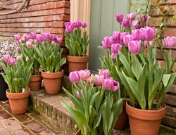 Pink Tulips In Containers, Tulip Garden
Shutterstock.com
New York, NY