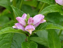 Pink Turtlehead Plant, Chelone Lyonii
Shutterstock.com
New York, NY