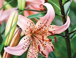 Pink Twinkle, Tiger Lily, Asiatic Lily
Garden Design
Calimesa, CA