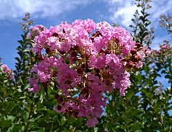 Pink Velour Crape Myrtle, Lagerstroemia, Pink Flowering Tree
Shutterstock.com
New York, NY