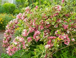 Pink Weigela, Variegated Weigela
Garden Design
Calimesa, CA