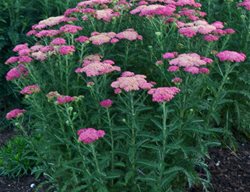 Pink Yarrow, Sassy Summer Taffy
Walters Gardens
