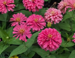 Pink Zinnia Flowers, Pink Flowers
Shutterstock.com
New York, NY
