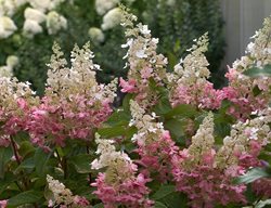 Pinky Winky Hydrangea, Panicle Hydrangea, Pink And White Flowers
Proven Winners
Sycamore, IL