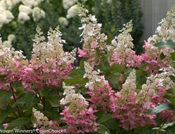 Pinky Winky Hydrangea, Pink And White Hydrangea
Proven Winners
Sycamore, IL