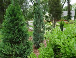 Pinpoint Blue False Cypress, Chamaecyparis Lawsoniana
Proven Winners
Sycamore, IL