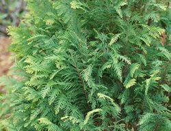 Pinpoint Blue & Gold False Cypress, Chamaecyparis, False Cypress Tree
Proven Winners
Sycamore, IL