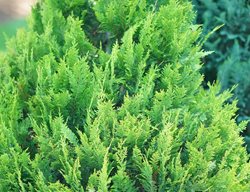 Pinpoint Gold False Cypress, Chamaecyparis Lawsoniana
Proven Winners
Sycamore, IL